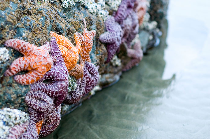 ${image.getChild('title').value}