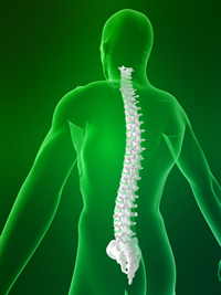 Spine