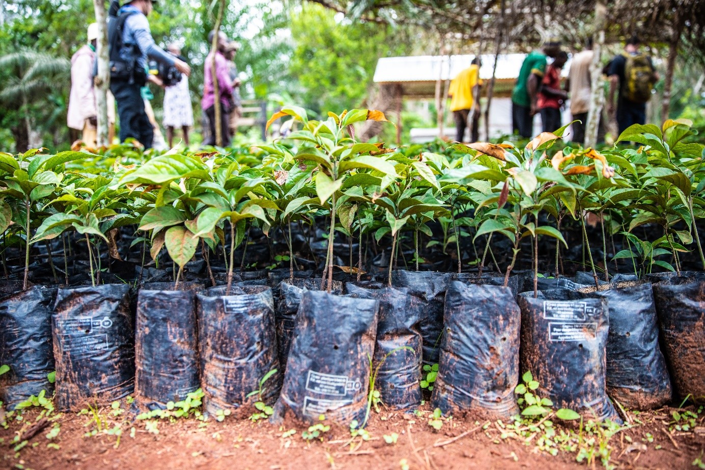 Figure 1: Ebony saplings ready to plant (Photo credit: Chris Sorenson)