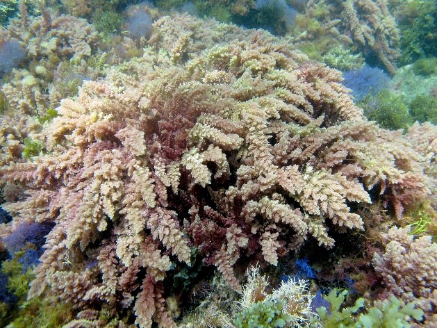 Asapragopsis taxiformis growing at Catalina Island